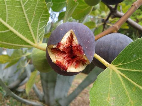 無花果 種|イチジク（いちじく・無花果）の育て方・栽培方法